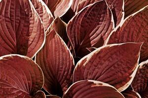 Beautiful Hosta leaves abstract background, red purple toned leaf closeup texture, abstract teal foliage nature pattern, top view scenery, red monochrome gradient, lush variegated leaves with white photo
