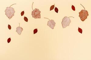 Red autumn leaves layout on neutral beige background with copy space. Natural beautiful dry leaf in autumn season photo
