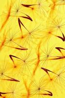 abstract texture nature pattern of seeds of dandelion flower, natural botanical still life with plant, shadow at sunlight. Natural textured background or wallpaper. Yellow color, beauty of nature photo