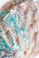 Natural pattern texture seashell, macro photo, beauty nature abstract background, top view earth tones surface of shell, clam closeup, oceanic, nautical, marine, aquatic life backdrop photo