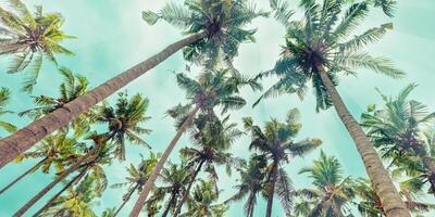 Banner with Lush Green leaves of Palm trees view from below under teal clouds sky, travel relahation concept, abstract nature background, Coconut trees at tropical coast, summer mood, panoramic view photo