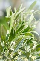 Closeup of olive tree branches with fresh green leaves in natural sunlight. Organic texture and vibrant tones of foliage, in soft bokeh background. Natural plant, nature botanical eco-friendly theme photo