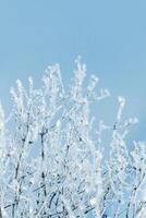 Sparkling snow on branches of tree, frost on plant on sunny winter day. Natural background photo