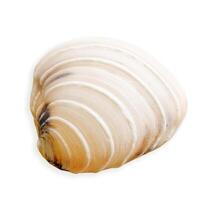 Closeup seashell light ivory colored, object isolated on white background. Cutout natural Shell of mollusk with soft shadows, nautical style, organic shape and macro texture detail, sea life design photo