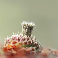 Nature background with evergreen succulent plant with new sprout at sunny day. Lifestyle aesthetic photography photo