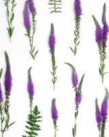 Natural blooming Purple flowers with green leaves as trend linear pattern on white background, minimal style aesthetic top view photo. Beautiful still life with wild field flower Veronica photo