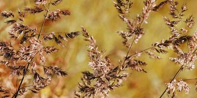 Wild grasses swaying at sunlight, yellow brown meadow or field, texture of autumn grass. Soft natural bokeh in background, minimal aesthetic nature banner. Beauty of nature, earthy colored scene photo