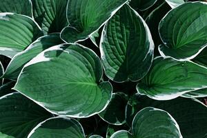 Beautiful green Hosta leaves background, dark green leaf close up texture, abstract foliage nature pattern, top view scenery, green monochrome gradient, lush variegated green leaves with white edge photo