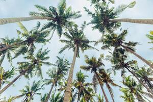 Lush Green leaves of Palm trees view from below under blue clouds sky, travel and relahation concept, abstract nature background, Coconut trees at tropical coast, summer mood, wide angle view photo