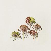 Autumn card with dill flowers on light background, top view of dry dill seed arranged on beige paper, minimal style natural botanical pattern, still life from umbrella flower heads, soft light photo