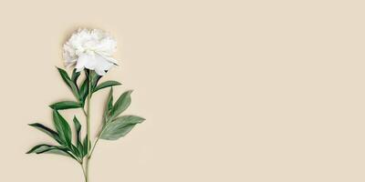One natural fresh white peony flower with green leaves on pastel beige background. Minimal greeting card. photo