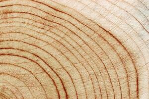 Wood annual rings texture natural background, waves shape of timber tree as minimal nature pattern. Cross-section of juniper. Wood aesthetic texture fon, environmental design, plain nature fon photo