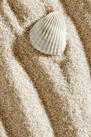 Seashell on Smooth Sandy background, One shell on fine sand with wave pattern, minimal and peaceful beach-inspired composition under soft light, neutral color monochrome top view, copy space photo