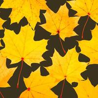 Autumn yellow leaves pattern, vivid colored maple tree leaf on dark background. Beautiful autumnal botanical still life scene, close up fall foliage minimal style aesthetic nature flat lay photo