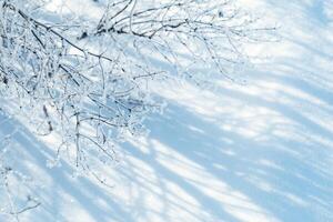 Sparkling snow on branches of tree with beautiful shadows from sun on sunny winter day. photo