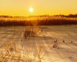 Beautiful winter sun with glares on orange sky. Nature background with snowy lake, wild pampas grass with sun. photo