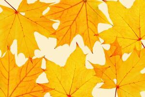Autumn minimal image with autumn yellow maple leaf with natural texture, botanical design background, pattern on beige. Fall aesthetic photography with macro leaves, seasonal autumnal foliage photo