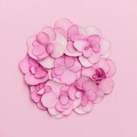 Natural flowers Hydrangea inscribed in round shape on pink background. Layout with small pink blooming plant photo