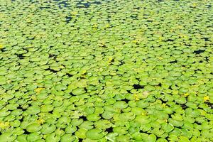 Natural green leaf texture outside on surface of water. Green leaves of water lilies and sun glare on lake. photo