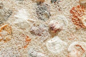 Color Shells summer pattern on sandy beach, aesthetic nature still life, organic shapes, beauty nature background. Closeup seashells at Soft lighting, warm tones create natural, beachy mood photo