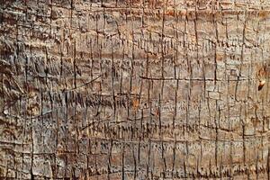 Close-up of palm tree coir texture, natural pattern of organic grid of straw-like fibers and rough bark, sunlit surface in earth colors. Tropical nature, eco friendly textures, and natural materials photo