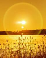 Beautiful winter sun with glares on orange sky. Nature background with snowy lake, wild pampas grass with sun photo