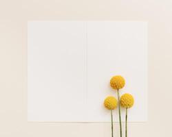Minimal floral background with yellow Craspedia flowers and square paper for text on beige colored. Fresh ball blooms photo
