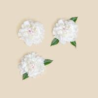 Pattern of white peony flowers with green leaves on light beige background. Summer flowering concept. photo