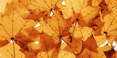 Autumn yellow brown dry leaves pattern, vivid colored maple tree leaf banner. Beautiful autumnal botanical still life scene, closeup fall foliage minimal style aesthetic nature ornament photo