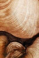Macro of wood timber of juniper tree rings, natural geometric pattern, abstract nature vertical background. Natural wooden organic textures, monochrome brown beige gradient color, earthy tones photo