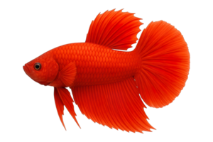 Side view of vibrant red betta fish isolated on transparent background, png