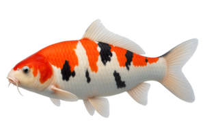 Side view of colorful koi fish with red black white pattern isolated on transparent background, png