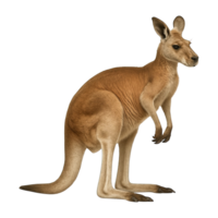 Realistic kangaroo standing side view isolated on transparent background, png