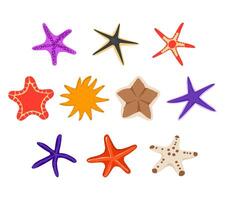 A set of sea starfish illustrations featuring various shapes, patterns, and colors. Ideal for marine themed designs, ocean life education, beach decor, and underwater scene illustrations. vector