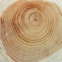 Natural wooden background, wood texture annual rings form. Macro photo of cross section of juniper log, graphic nature organic pattern. Sawed timber close up with tree ring pattern, natural light
