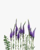 Top view pattern of natural wild flower on white, blossoming florals background, closeup detail, minimal composition. Delicate meadow flowers, spring summer flowery concept, botanical aesthetics trend photo