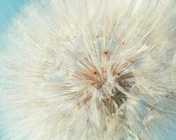 Fluffy dandelion in sunlight, flowery background. Beautiful flower close up. Abstract natural texture photo