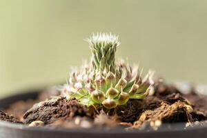 Natural evergreen succulent plant with new sprout. Nature background with grow green flower close up. photo