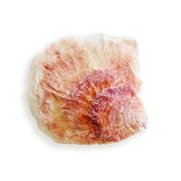 Closeup seashell pink ivory colored, object isolated on white background. Cutout natural Shell of mollusk with soft shadow, organic shape and macro texture detail, oceanic and sea life design element photo