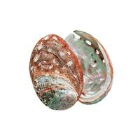 Shell of abalone with natural texture, closeup seashell isolated on white background, pearlescent iridescent surface of colored clamshell Haliotis mollusks, top view, sea and oceanic nature photo