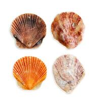 Set of scallop shells bright colors, object isolated on white background. Cutout natural seashells of mollusk with shadow, organic shape and macro texture detail, oceanic and sea life design element photo