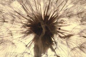 Fluffy dandelion in sunlight, abstract natural texture. Delicate flower with seeds close up. Low saturation photo. photo