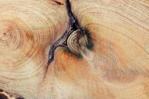 Slice of wood timber with juniper tree rings and twigs as natural geometric pattern, abstract nature background. Natural wooden organic textures and shapes, brown beige gradient color, earthy color photo