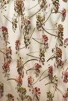 Pattern of dried dill flowers on light background, top view of many dry dill seed arranged on beige textured paper, natural artistic botanical repeat pattern, still life from umbrella flower photo