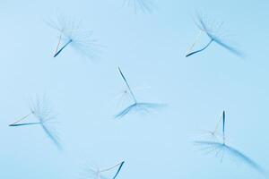 White fluffy seeds of dandelion flower in sunlight on blue surface with shadows. Sunny summer floral background. photo