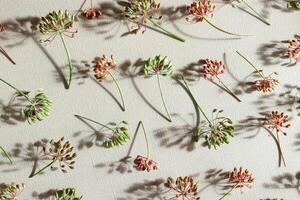 Pattern of dill flowers on light background with shadows from sunlight, top view of dry dill seeds on beige paper, natural botanical autumn aesthetics still life, green and red-brown color photo