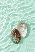 abalone seashells floating on clear turquoise water with sun glare and waves. Shells of natural iridescent and rough textures. Minimal style pattern sea and ocean life background photo