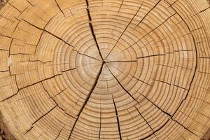 Tree Rings Texture in Cross Section of Log. photo