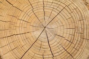 Tree Rings Texture in Cross Section of Log background photo