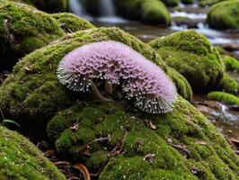 Nature Close Up Water Droplets on Fern Above Moss photo
